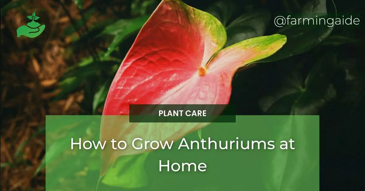 How To Grow Anthuriums At Home