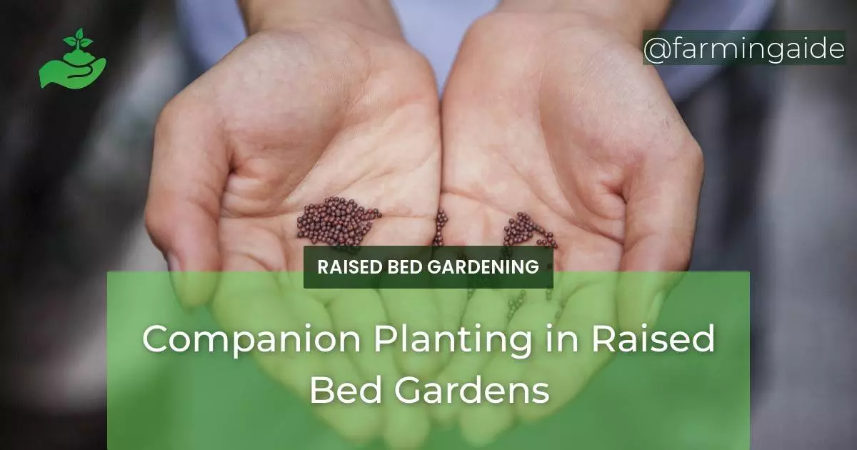 Companion Planting in Raised Bed Gardens
