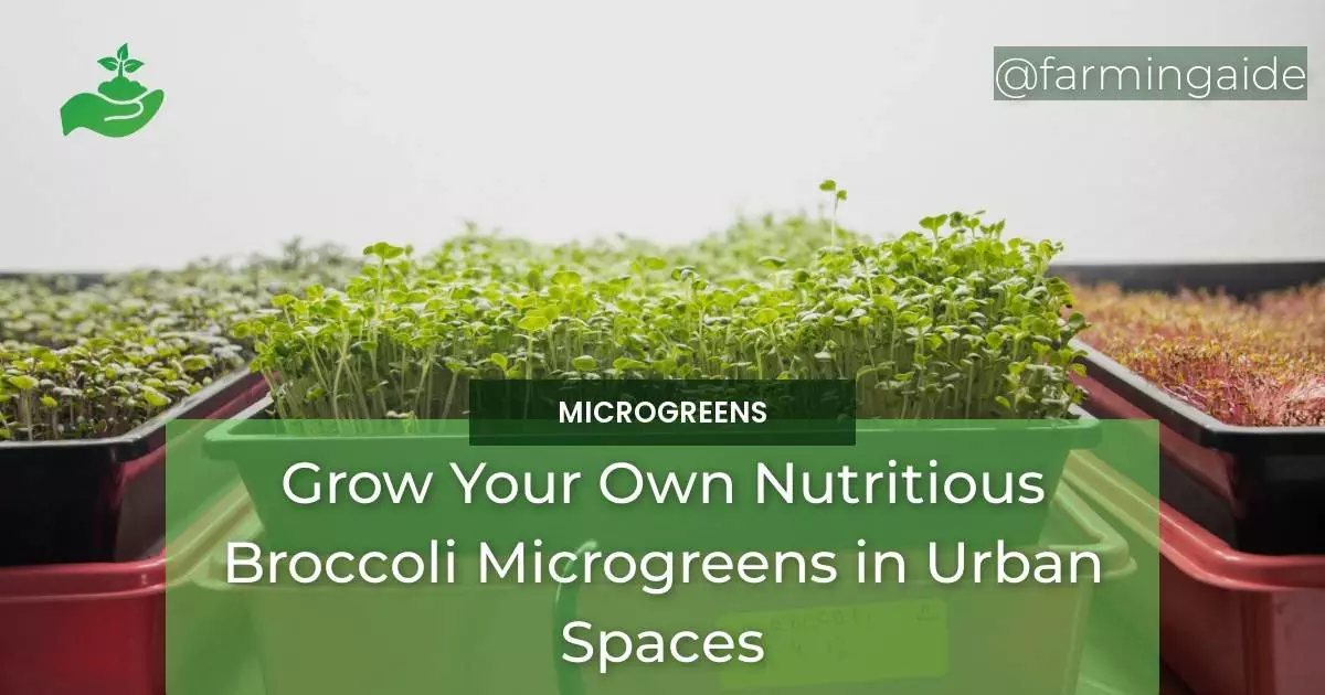 Grow Your Own Nutritious Broccoli Microgreens in Urban Spaces