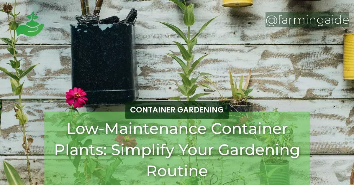 Low-Maintenance Container Plants: Simplify Your Gardening Routine