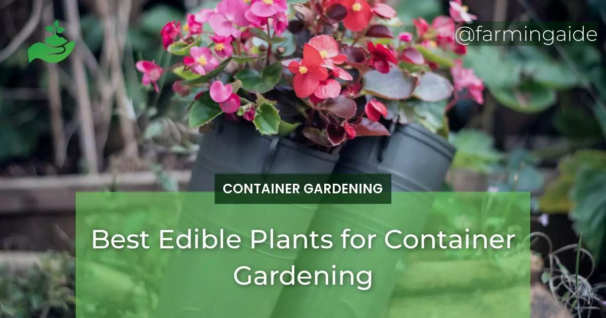 Best Edible Plants for Container Gardening