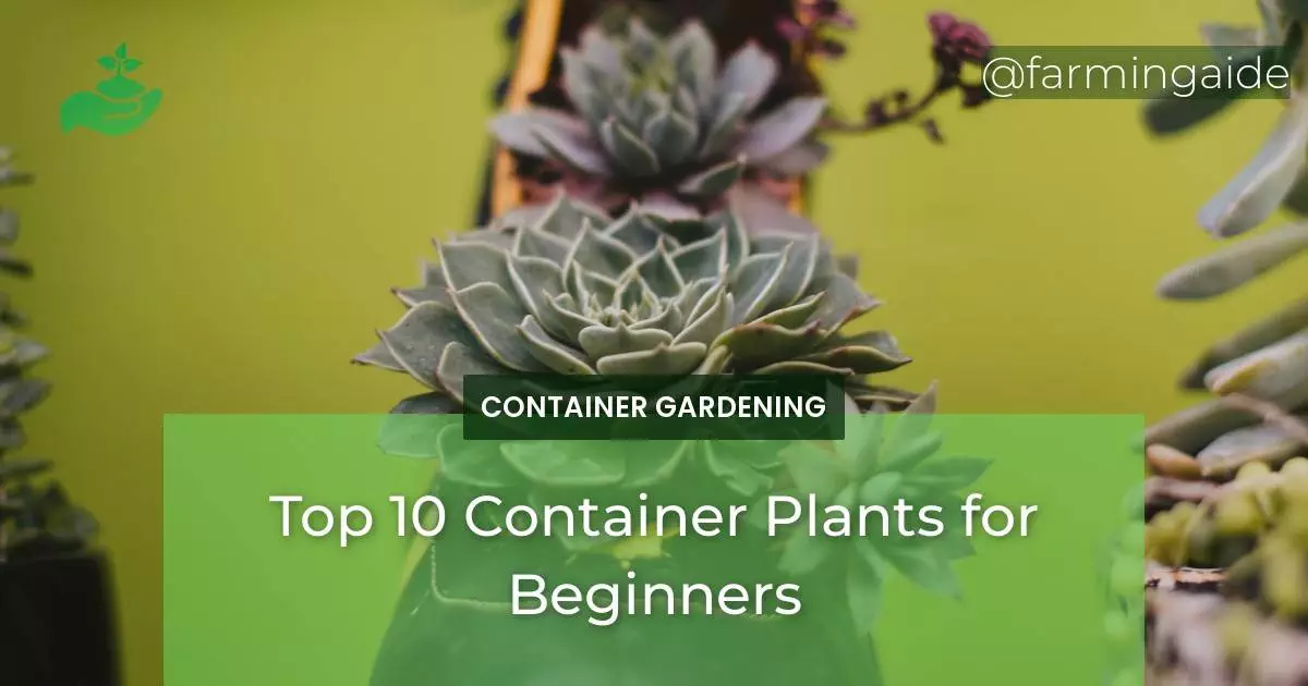 Top 10 Container Plants for Beginners