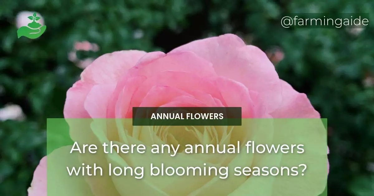 Are there any annual flowers with long blooming seasons?