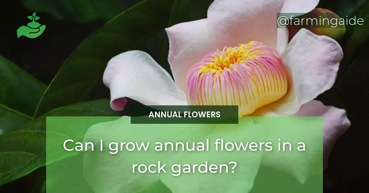 Can I grow annual flowers in a rock garden?