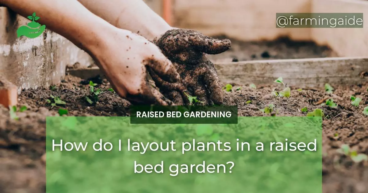 How do I layout plants in a raised bed garden?