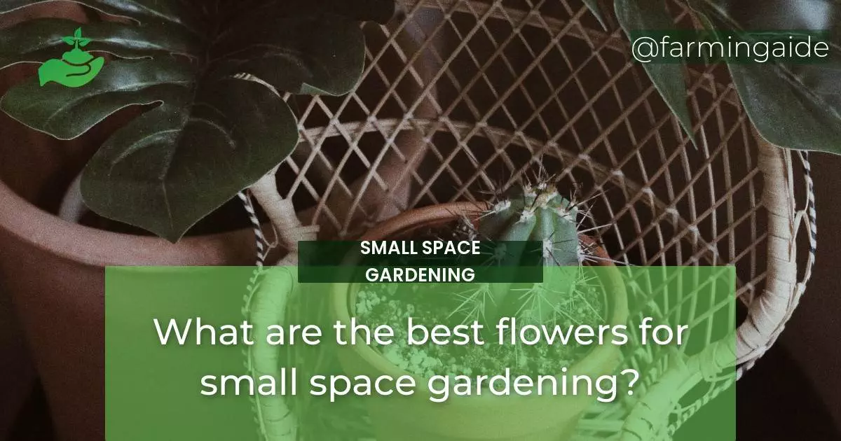 What are the best flowers for small space gardening?