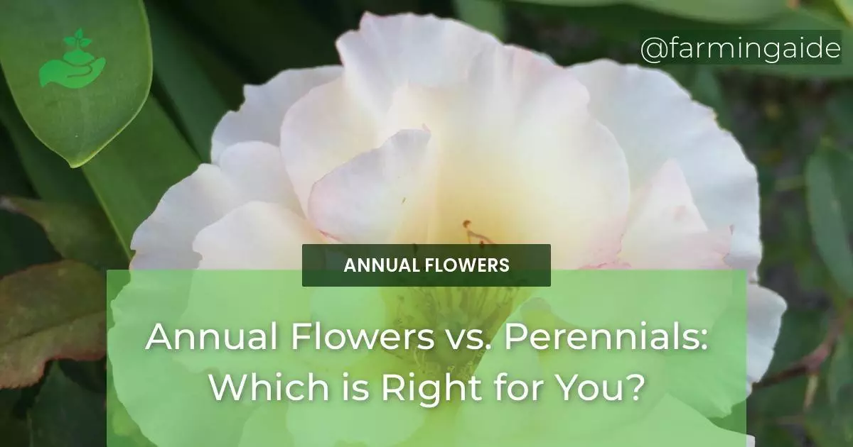 Annual Flowers vs. Perennials: Which is Right for You?