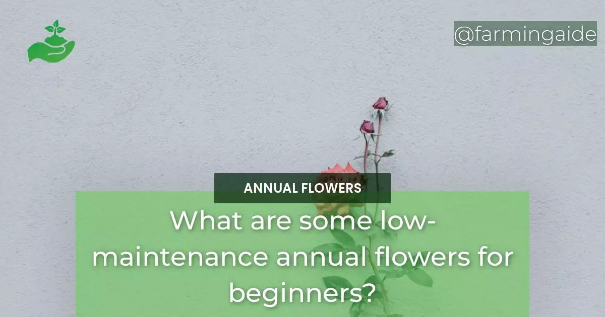 What are some low-maintenance annual flowers for beginners?