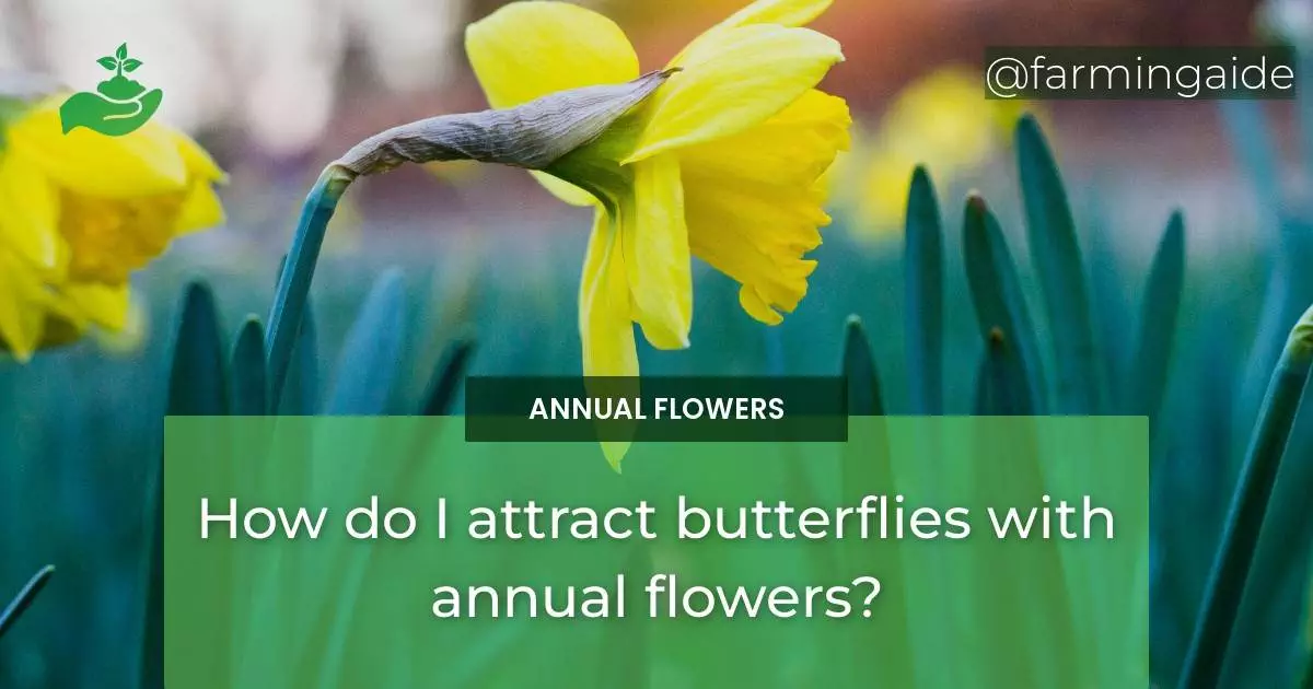 How do I attract butterflies with annual flowers?