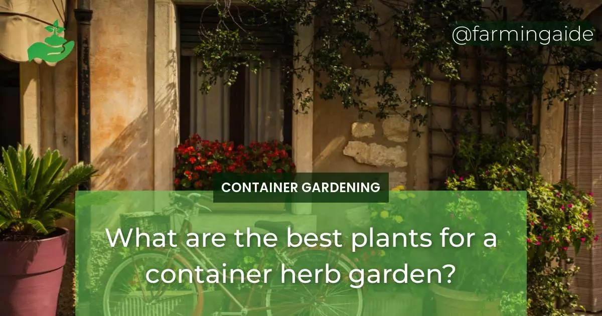 What are the best plants for a container herb garden?