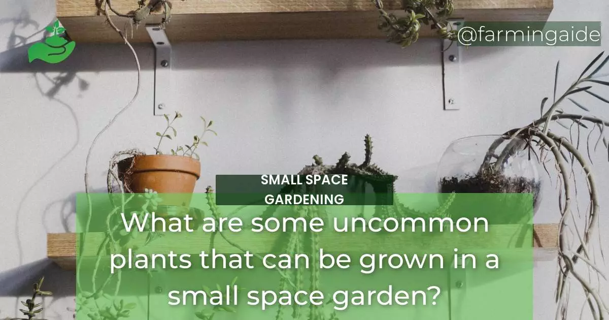 What are some uncommon plants that can be grown in a small space garden?