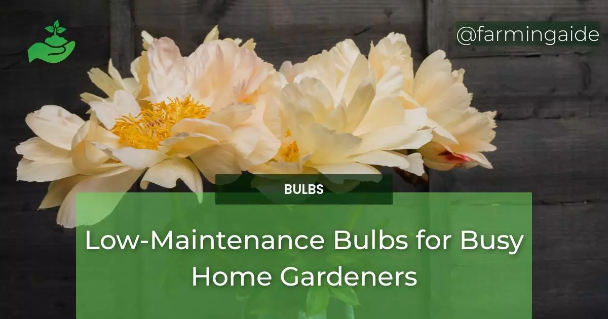 Low-Maintenance Bulbs for Busy Home Gardeners