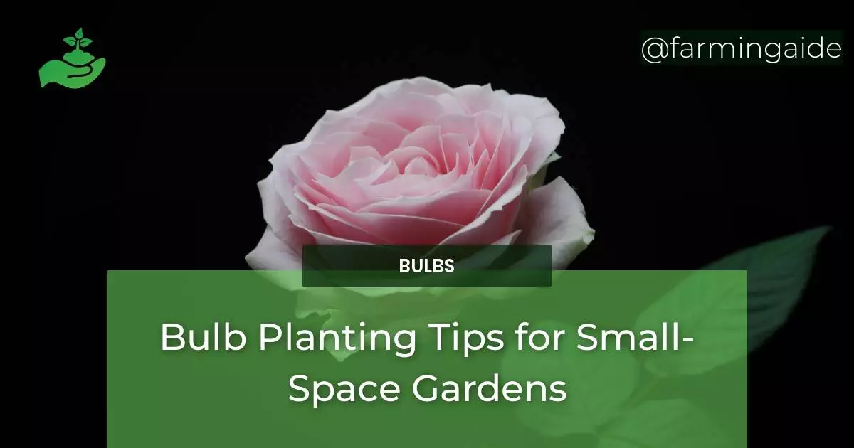 Bulb Planting Tips for Small-Space Gardens