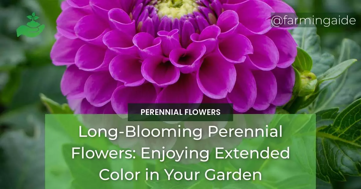 Long-Blooming Perennial Flowers: Enjoying Extended Color in Your Garden