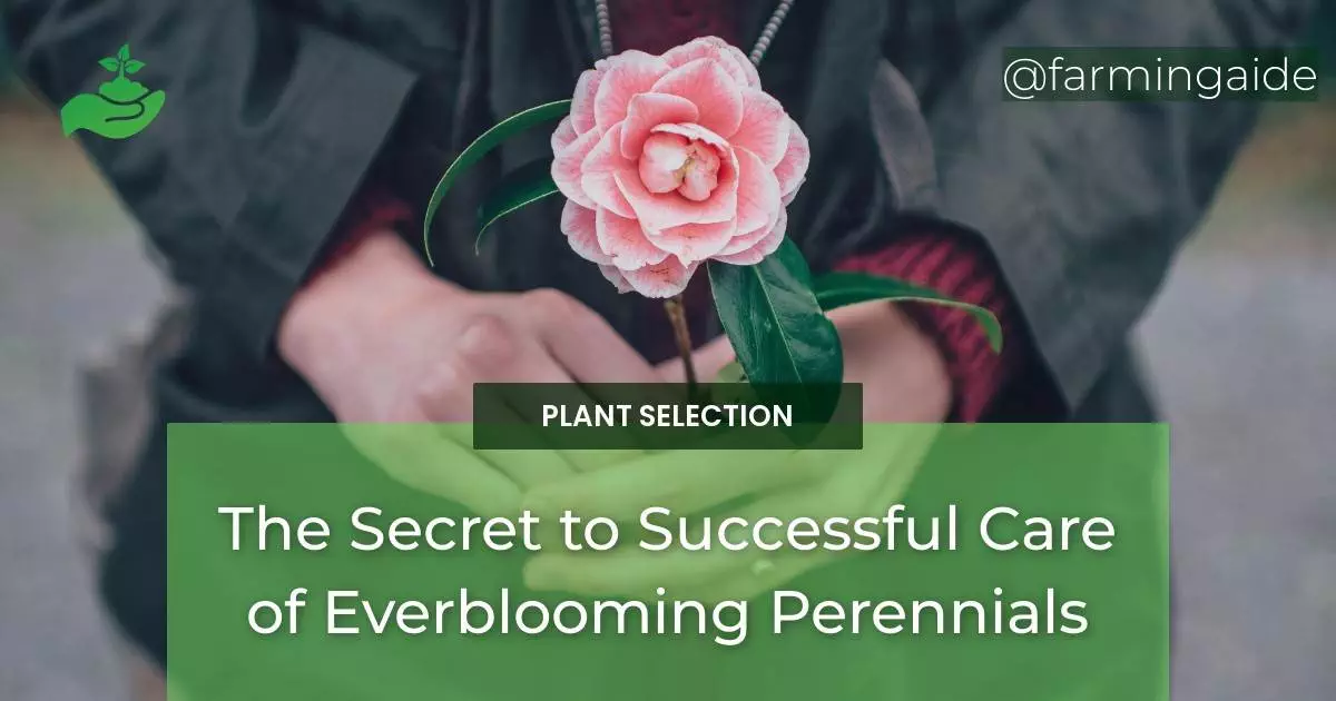 The Secret to Successful Care of Everblooming Perennials