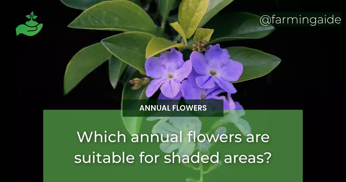 Which annual flowers are suitable for shaded areas?