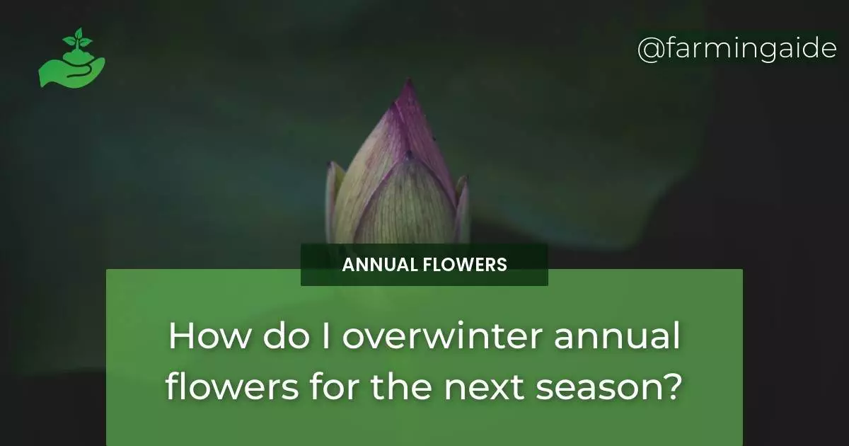 How do I overwinter annual flowers for the next season?