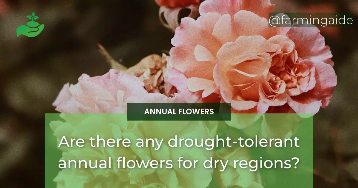 Are there any drought-tolerant annual flowers for dry regions?