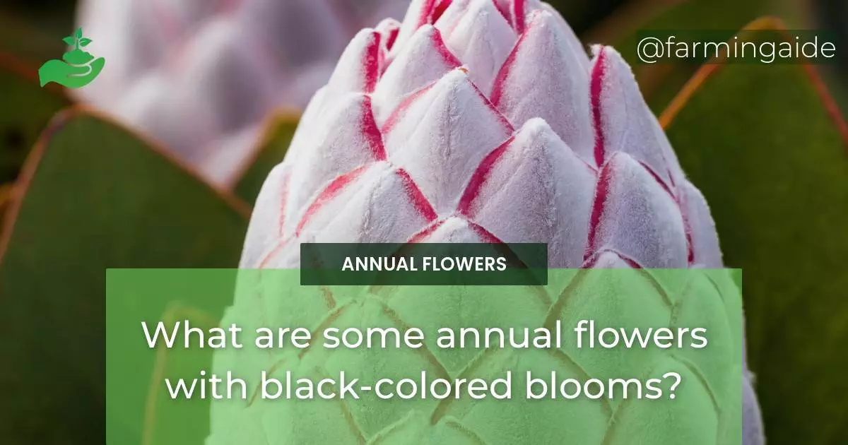 What are some annual flowers with black-colored blooms?