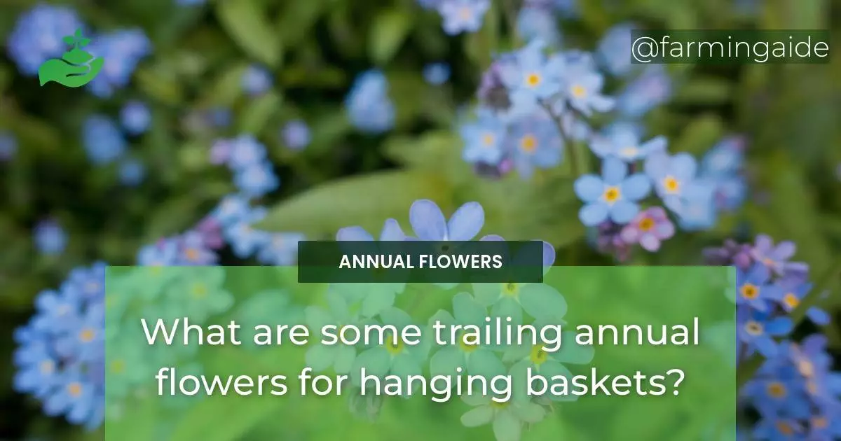 What are some trailing annual flowers for hanging baskets?