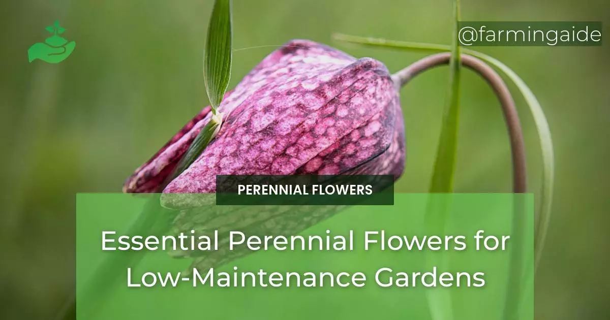 Essential Perennial Flowers for Low-Maintenance Gardens