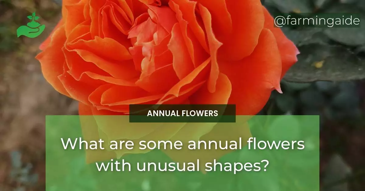 What are some annual flowers with unusual shapes?