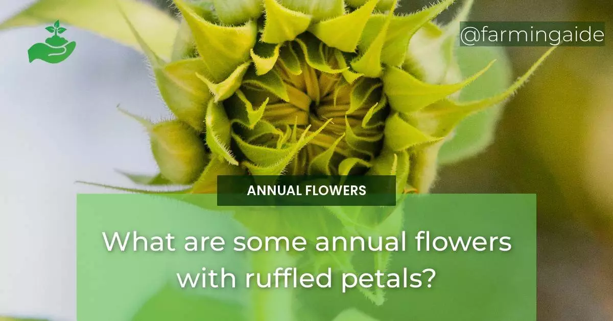 What are some annual flowers with ruffled petals?