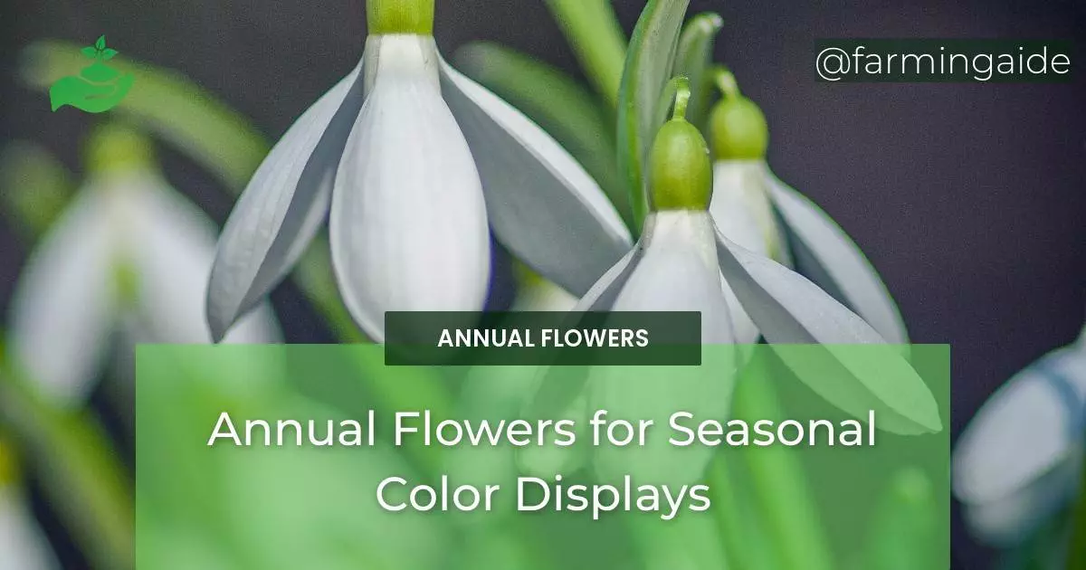 Annual Flowers for Seasonal Color Displays