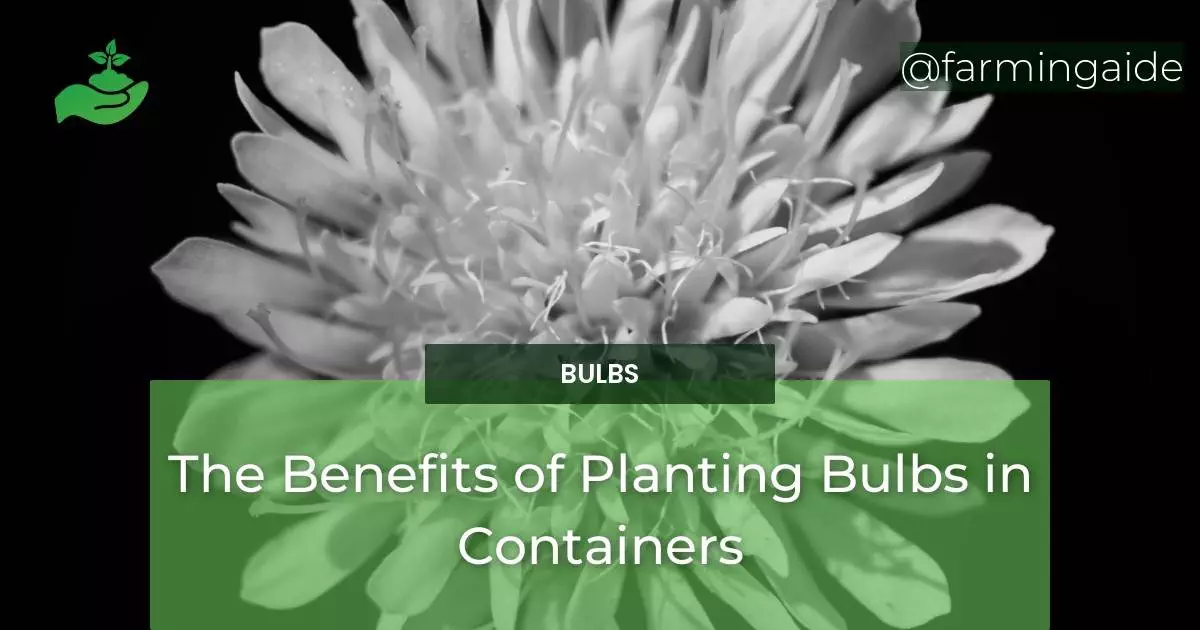 The Benefits of Planting Bulbs in Containers