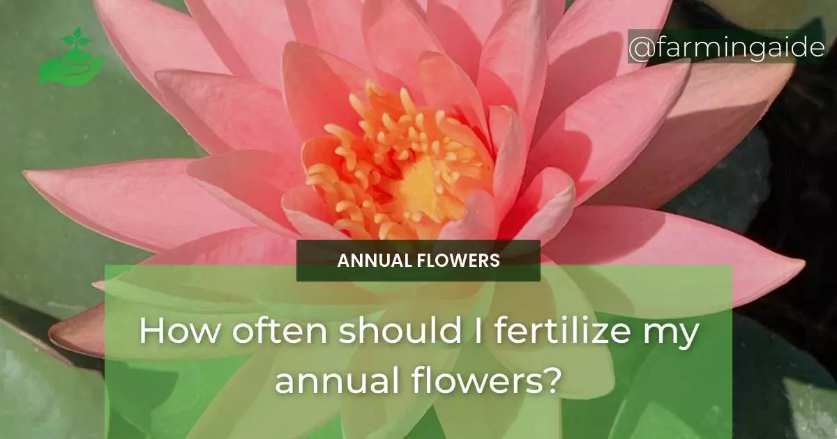How often should I fertilize my annual flowers?