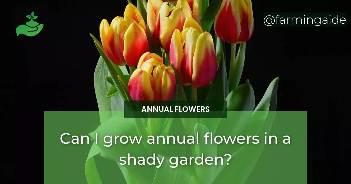 Can I grow annual flowers in a shady garden?