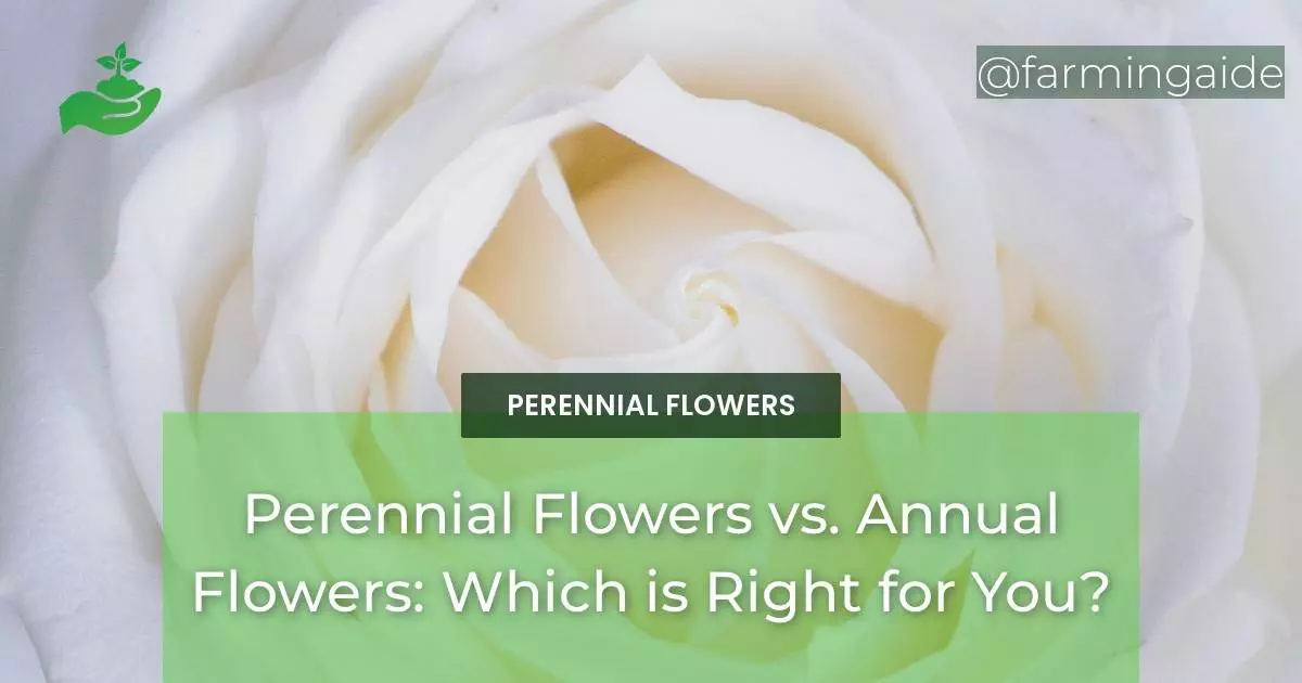 Perennial Flowers vs. Annual Flowers: Which is Right for You?