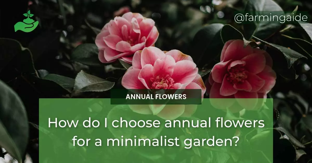 How do I choose annual flowers for a minimalist garden?