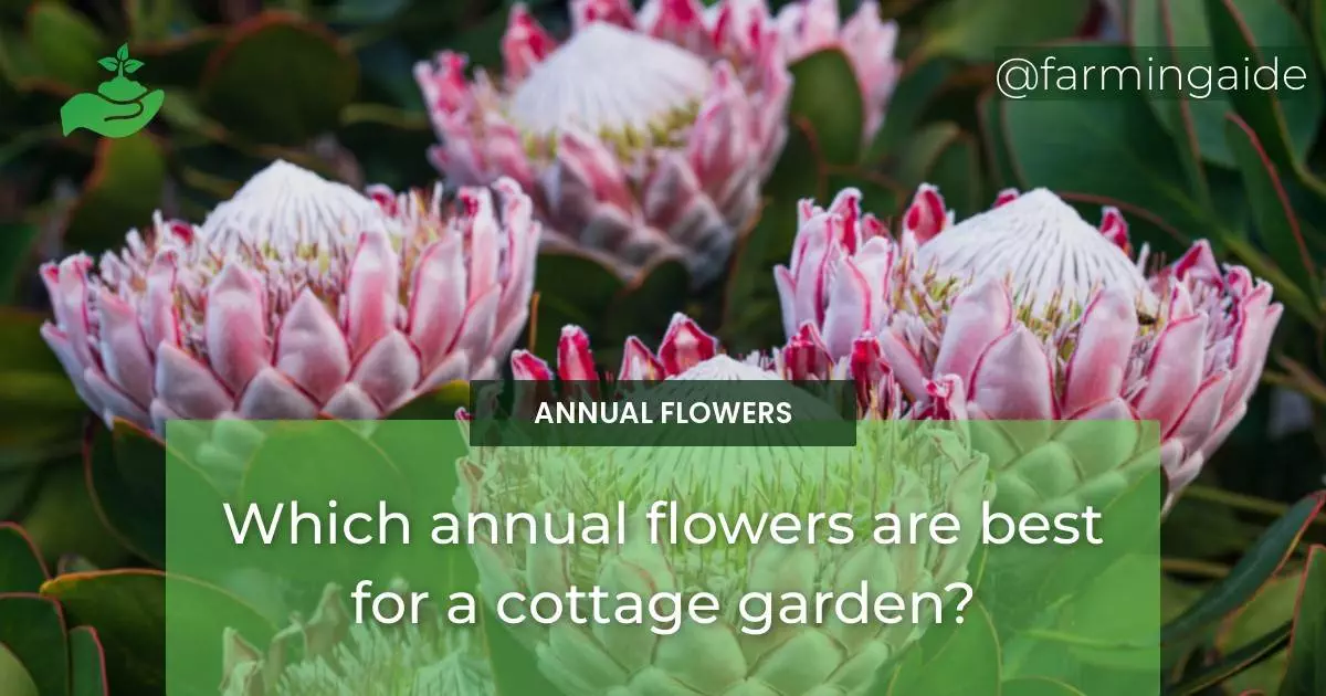 Which annual flowers are best for a cottage garden?