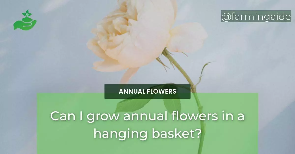 Can I grow annual flowers in a hanging basket?