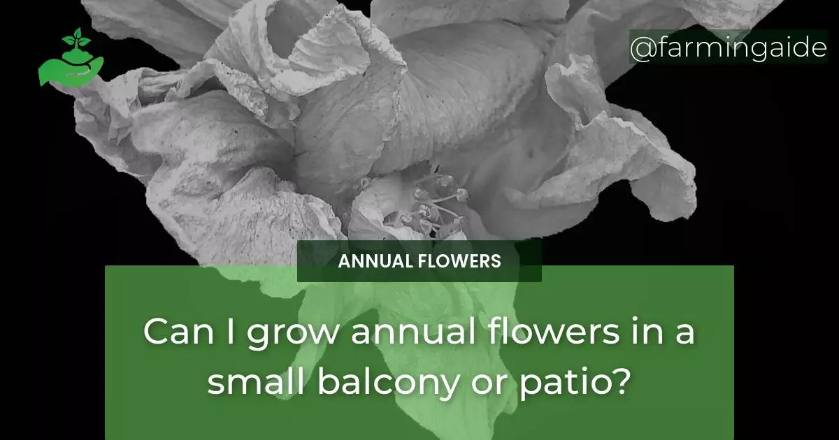 Can I grow annual flowers in a small balcony or patio?