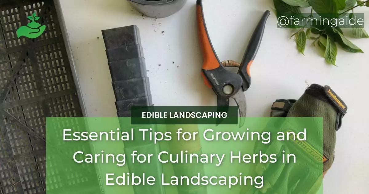 Essential Tips for Growing and Caring for Culinary Herbs in Edible Landscaping