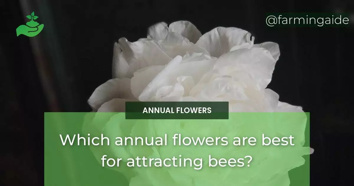 Which annual flowers are best for attracting bees?