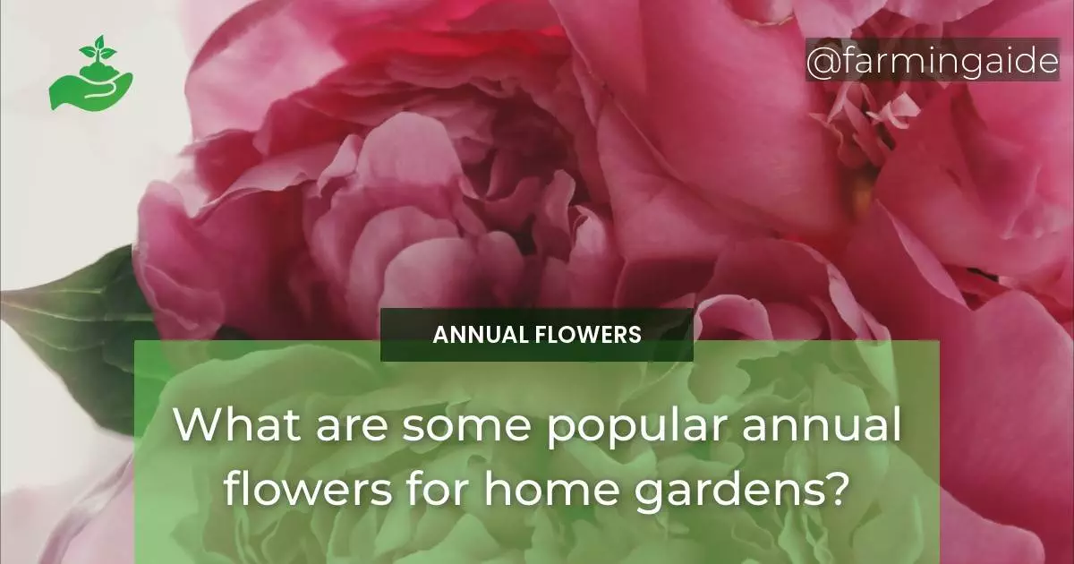 What are some popular annual flowers for home gardens?