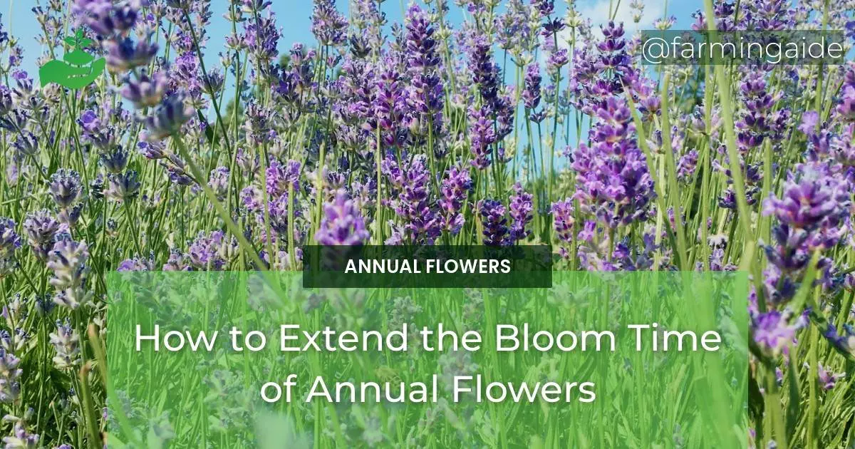 How to Extend the Bloom Time of Annual Flowers