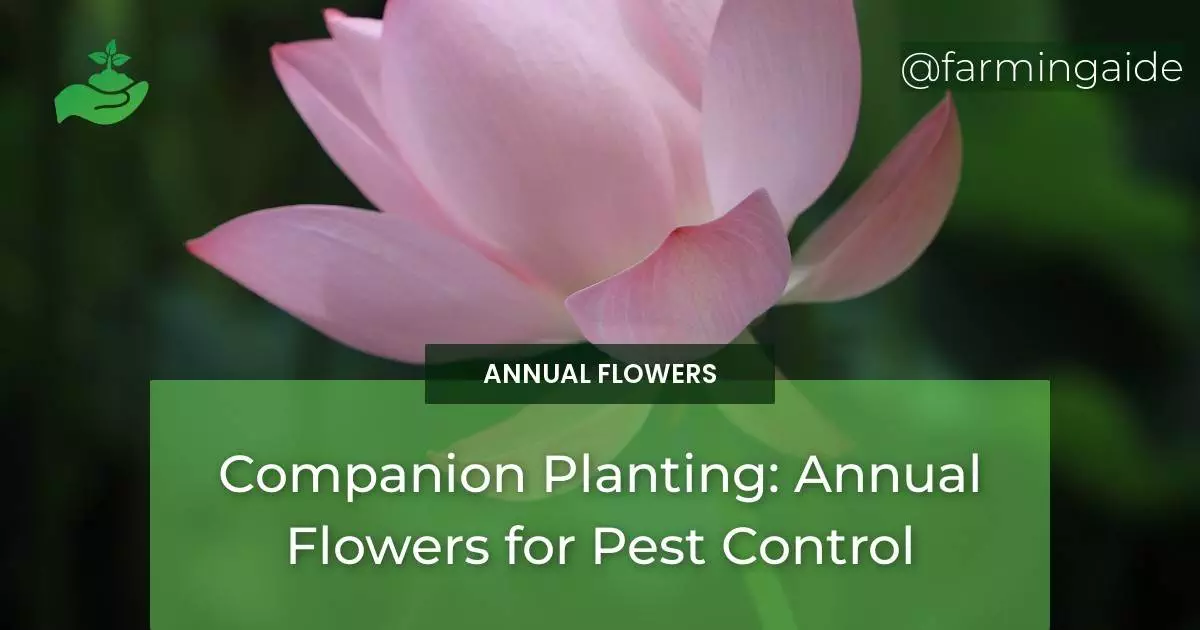 Companion Planting: Annual Flowers for Pest Control