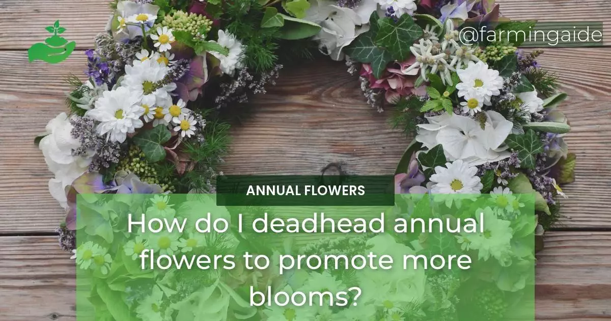 How do I deadhead annual flowers to promote more blooms?