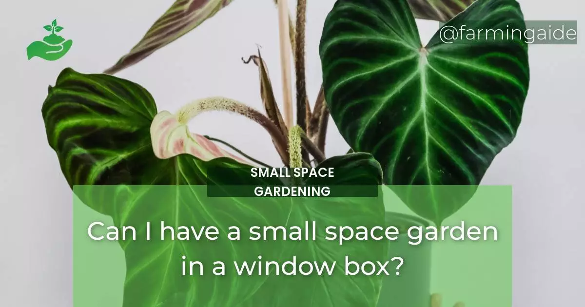 Can I have a small space garden in a window box?