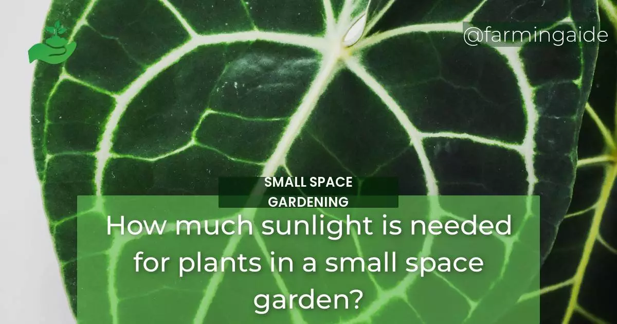 How much sunlight is needed for plants in a small space garden?