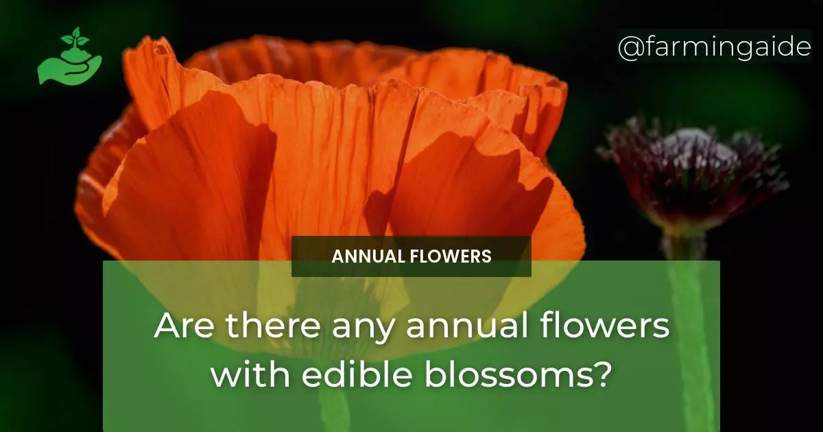 Are there any annual flowers with edible blossoms?