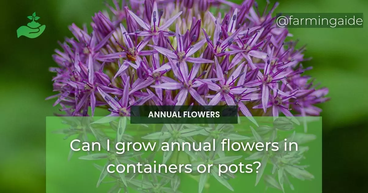 Can I grow annual flowers in containers or pots?