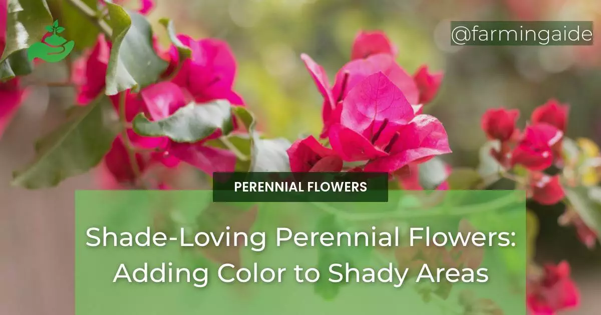 Shade-Loving Perennial Flowers: Adding Color to Shady Areas