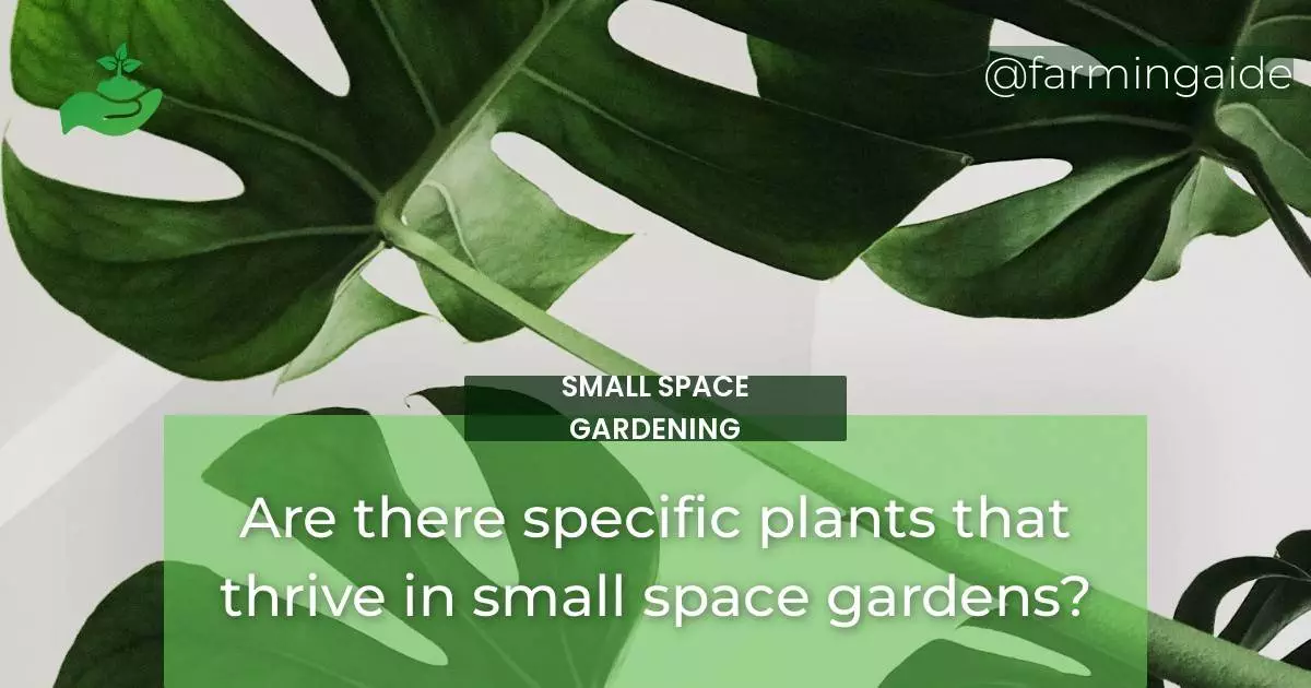 Are there specific plants that thrive in small space gardens?