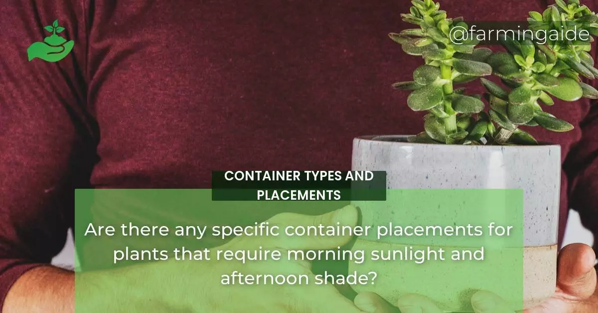 Are there any specific container placements for plants that require morning sunlight and afternoon shade?