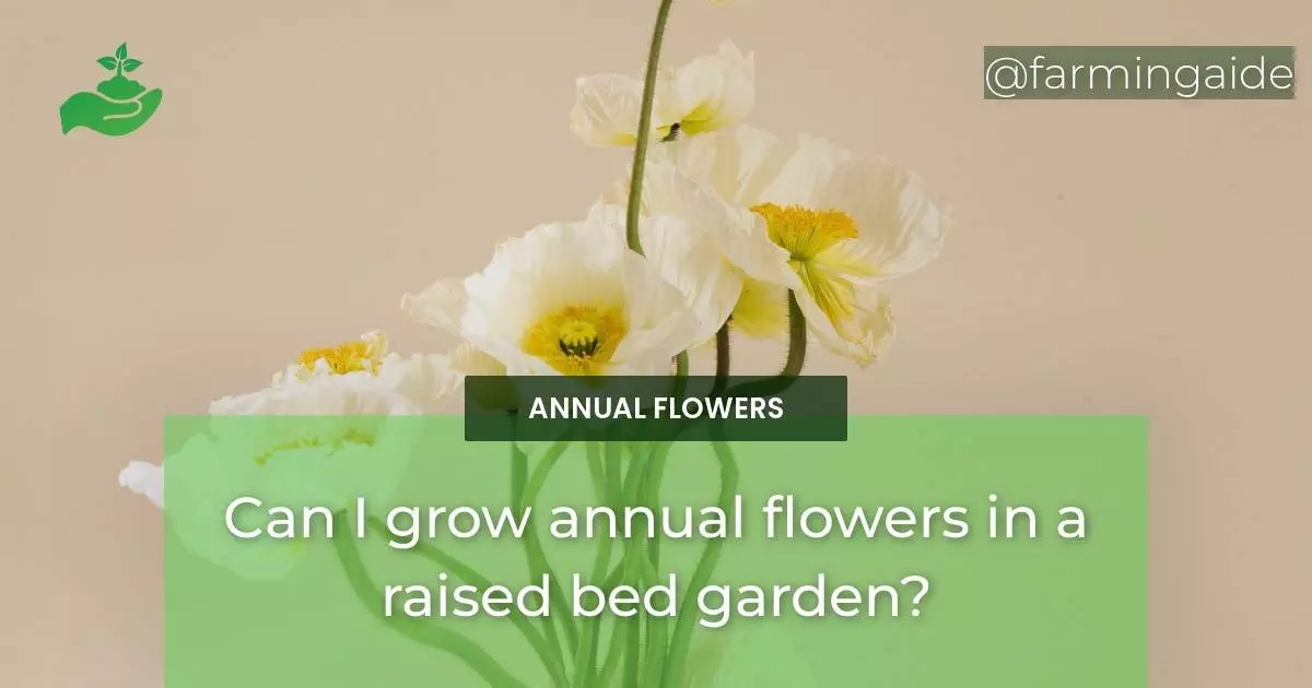 Can I grow annual flowers in a raised bed garden?